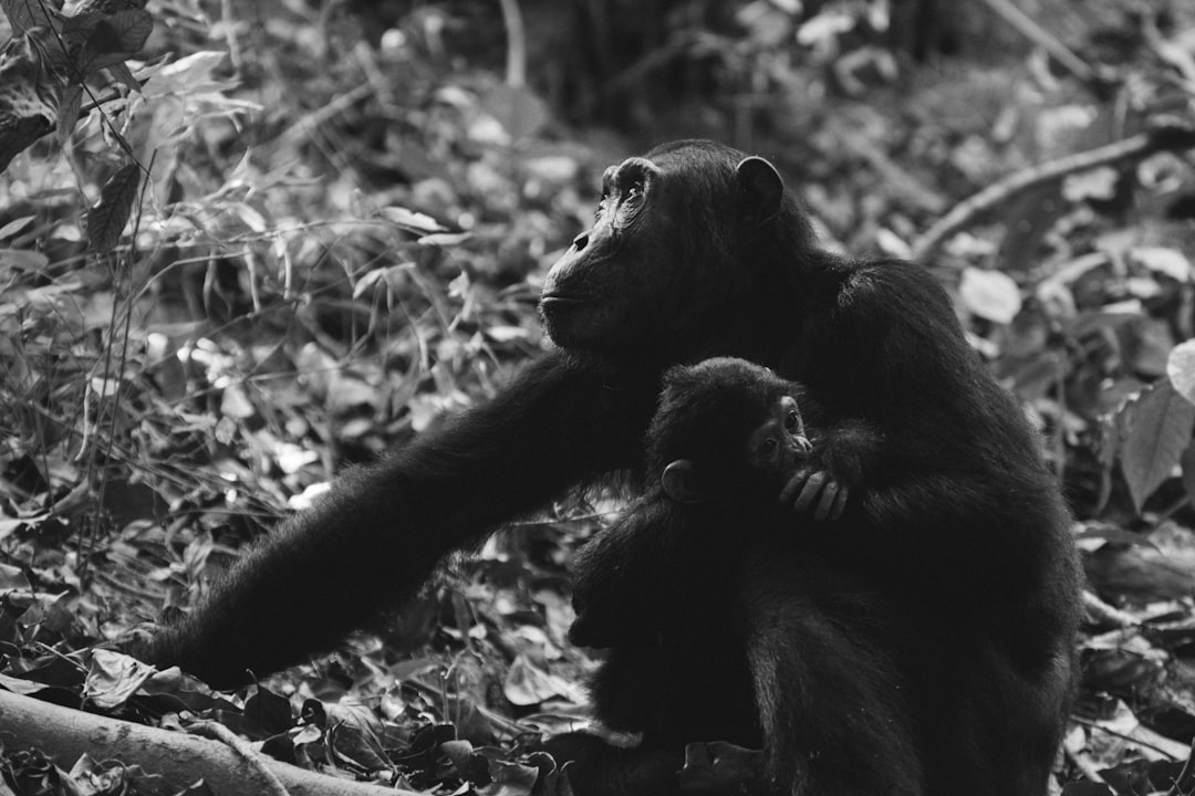 Photo Monkey, Whiskey bottle